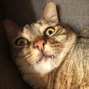 Photo of Bronson O'Quinn