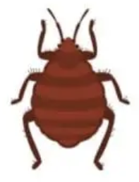 P.C. Cimex